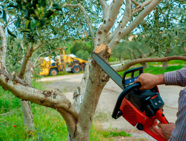 Emergency Storm Tree Removal in Milton, FL